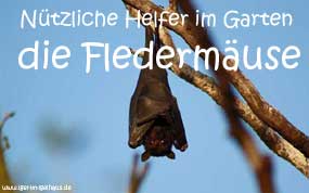 Fledermaus hängt am Baum